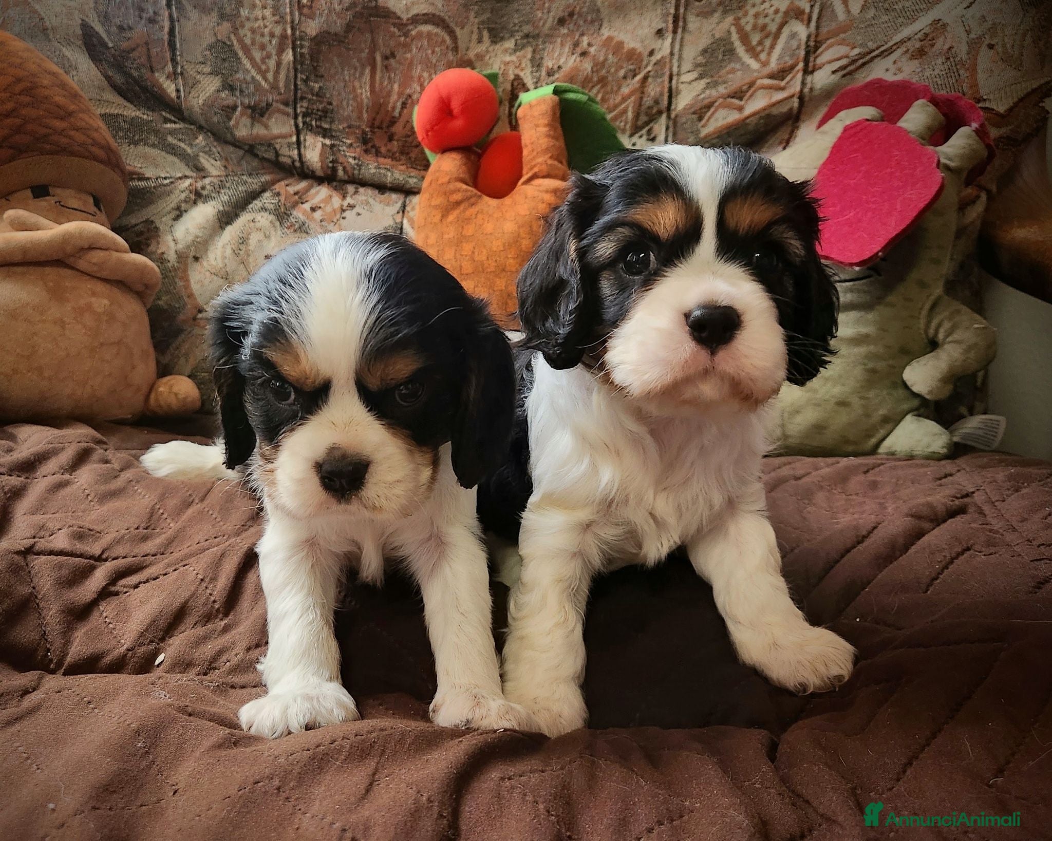 Cavalier King cani Cuccioli cavalier king con pedigree enci - Annuncio 4
