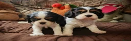 Cavalier King cani in vendita: Cuccioli cavalier king con pedigree enci - Annuncio 1