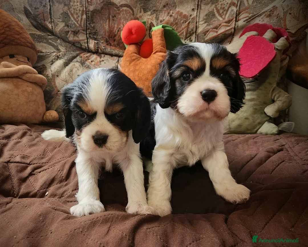 Cavalier King cani in vendita: Cuccioli cavalier king con pedigree enci - Annuncio 1