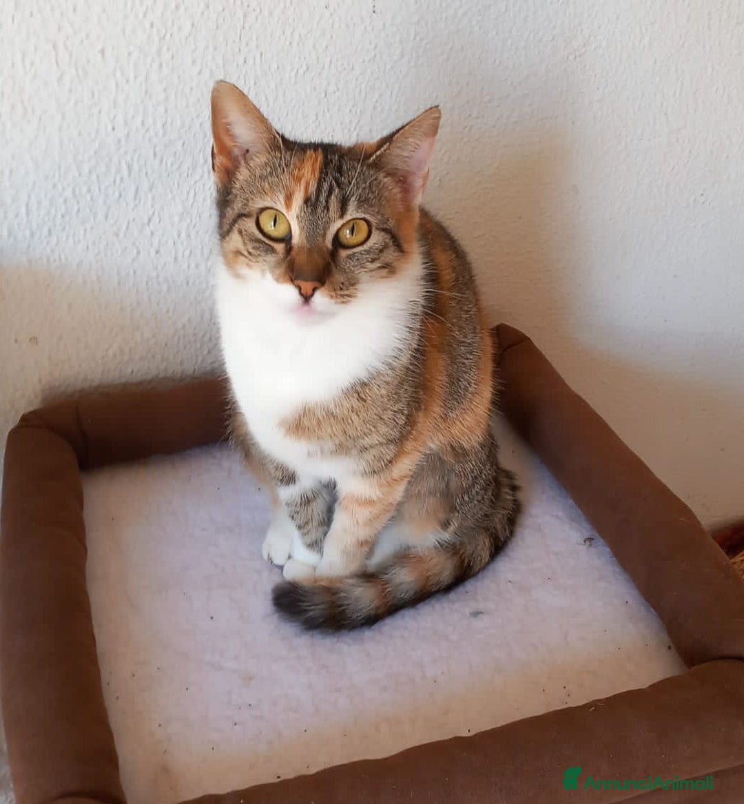 Europeo gatti in regalo: Karina, dolce micia tricolore in adozione! - Annuncio 4