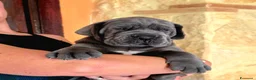 Alano cani in vendita: Alani cuccioli Neri e Blu - Annuncio 4