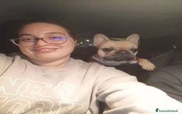 Bulldog Francese cani per accoppiamento: Cody Cerca Fidanzata a Provincia di Pavia - Immagine 3