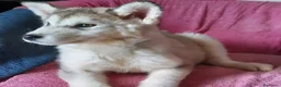 Alaskan Malamute cani in vendita: Alaskan Malamute cuccioli  - Annuncio 2