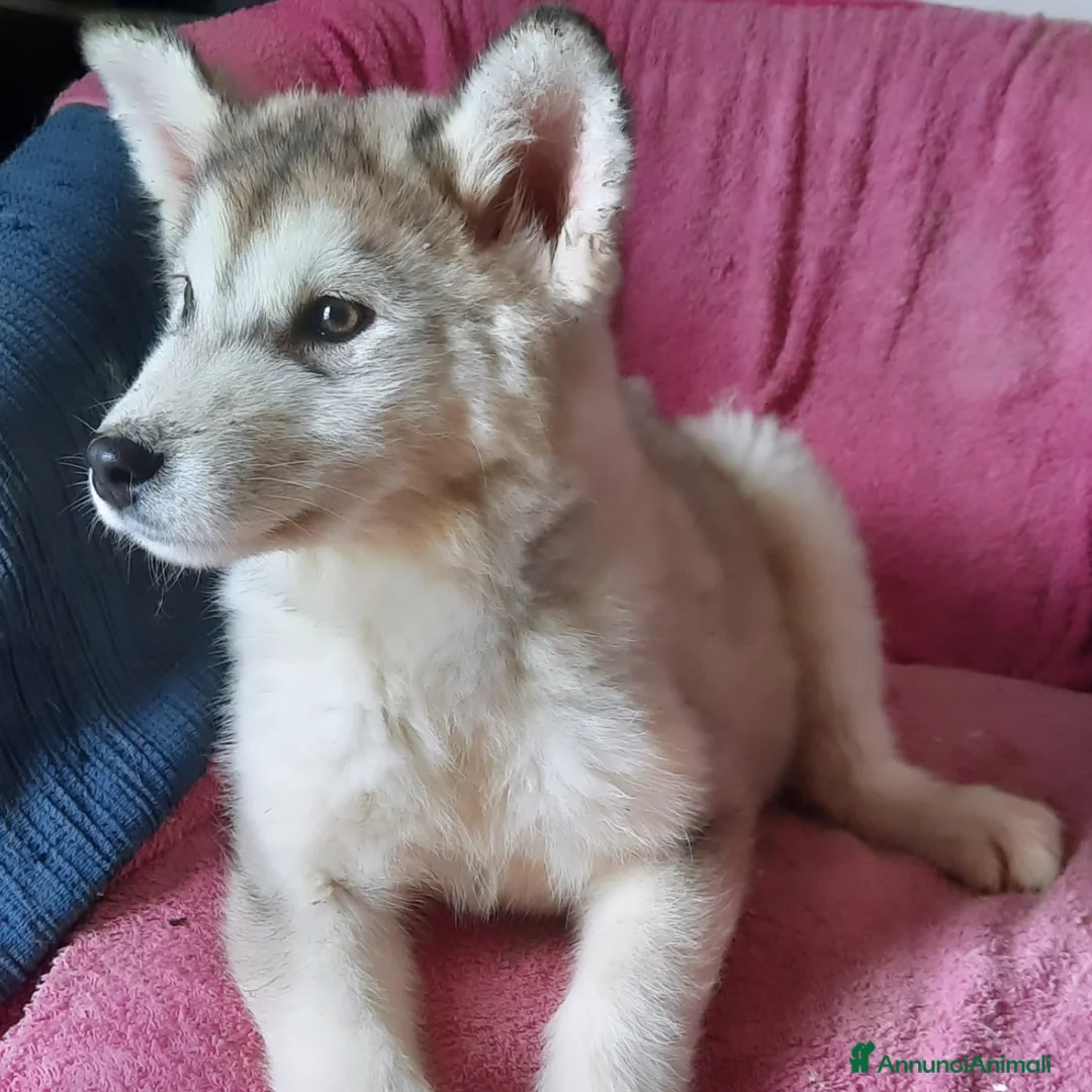 Alaskan Malamute cani in vendita: Alaskan Malamute cuccioli  - Annuncio 2