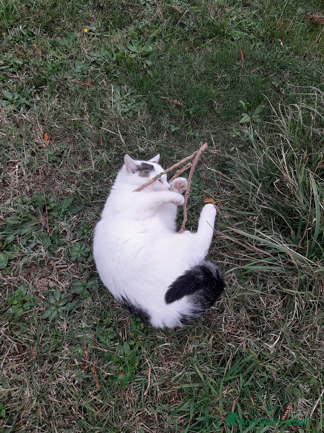 Altre razze gatti in regalo: Micetti cercano casa - Annuncio 6