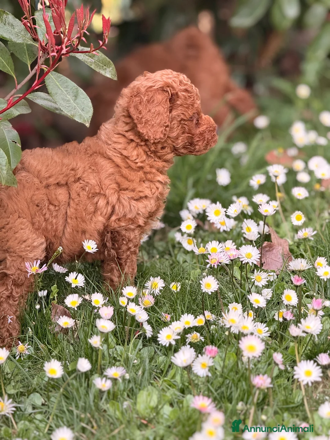 Barboncino cani in vendita: Cucciolo di barboncino  - Annuncio 2