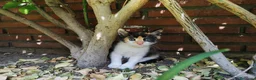 Altre razze gatti in regalo: Gattini dolcissimi in regalo 🐾 a Città metropolitana di Catania - Annuncio 5