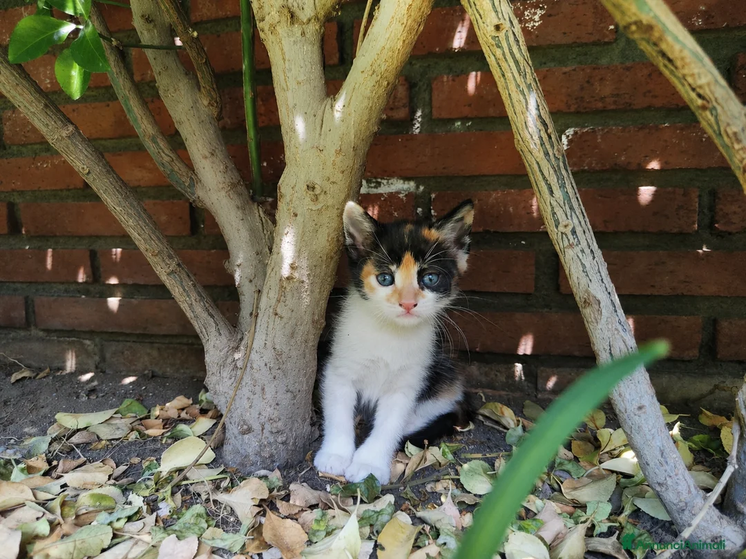 Altre razze gatti in regalo: Gattini dolcissimi in regalo 🐾 a Città metropolitana di Catania - Annuncio 5