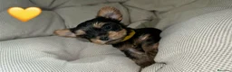 Yorkshire cani in vendita:  5 Bellissimi cuccioli di Yorkshire Terrier a Città metropolitana di Milano - Annuncio 6