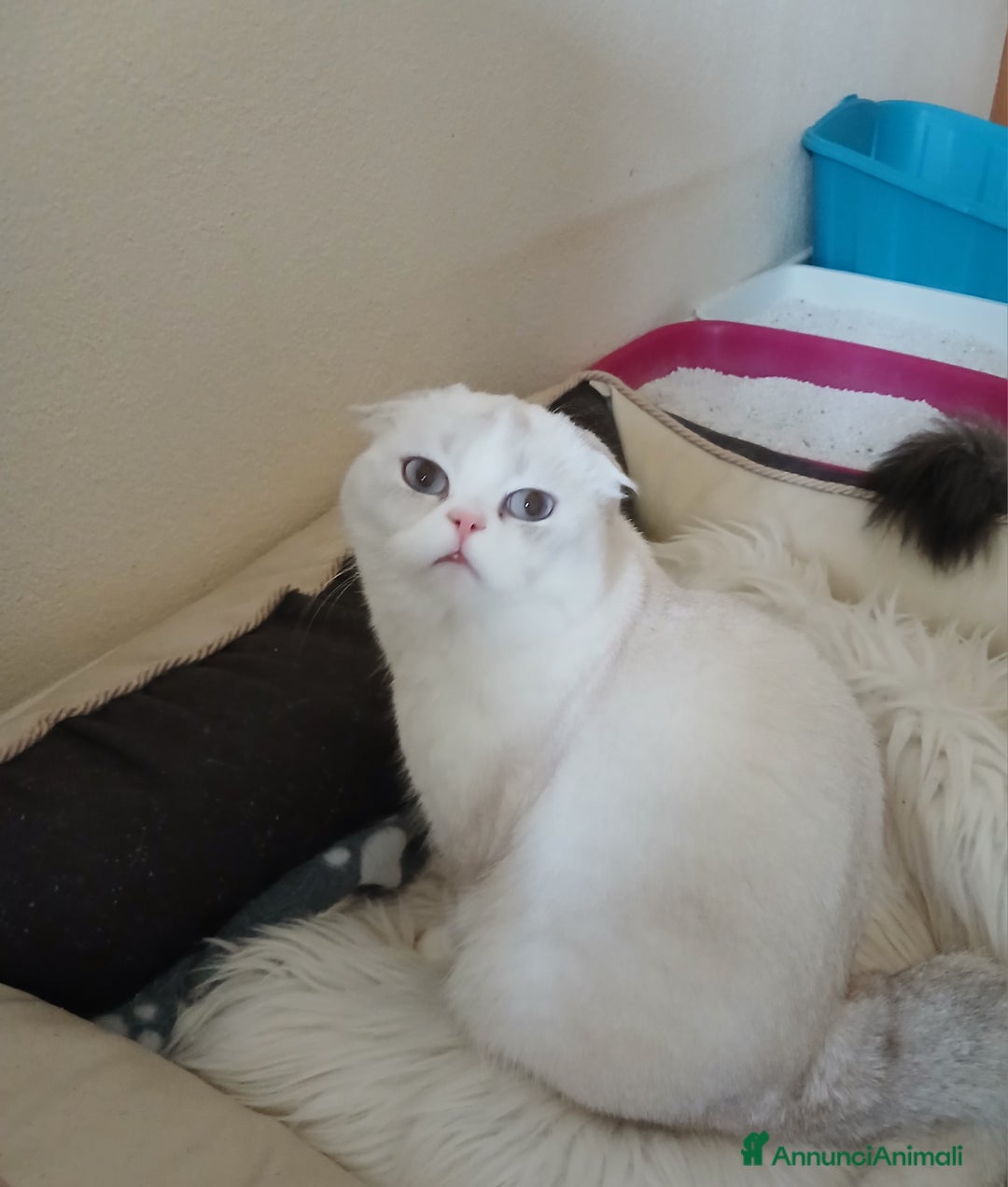 Scottish gatti in vendita: Cucciola Scottish Fold  - Annuncio 7