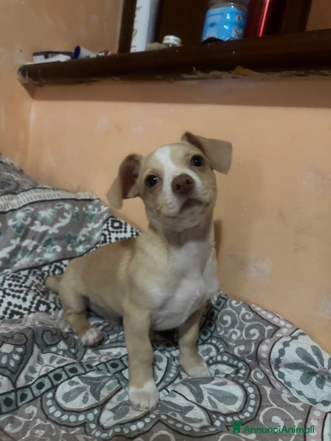 Meticcio cani in vendita: In vendita  - Annuncio 3