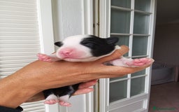 Border Collie cani in vendita: Cuccioli Border Collie a Città Metropolitana di Torino - Immagine 25