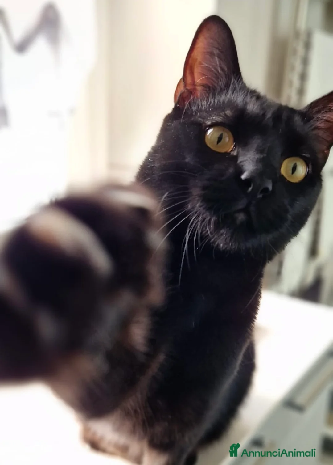 Europeo gatti in regalo: Larry gattino 10 mesi testato - Annuncio 4