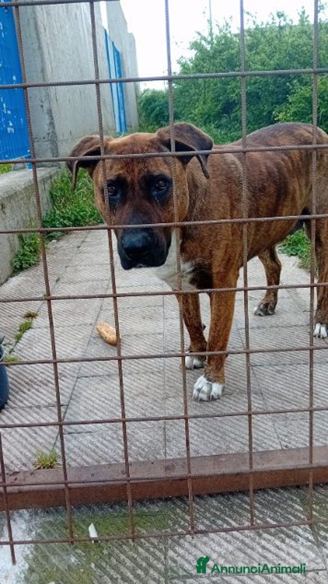 Altre razze cani in regalo: MORGANA 5anni buona con le persone! tg grande - Annuncio 5