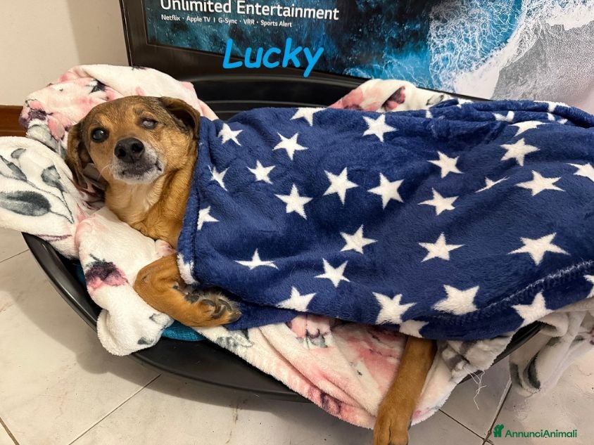Meticcio cani LUCKY  ha bisogno d'amore! - Annuncio 10
