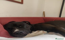 American Staffordshire cani per accoppiamento: Offro gratis meraviglioso Amstaff x accoppiamento a Città metropolitana di Milano - Immagine 3