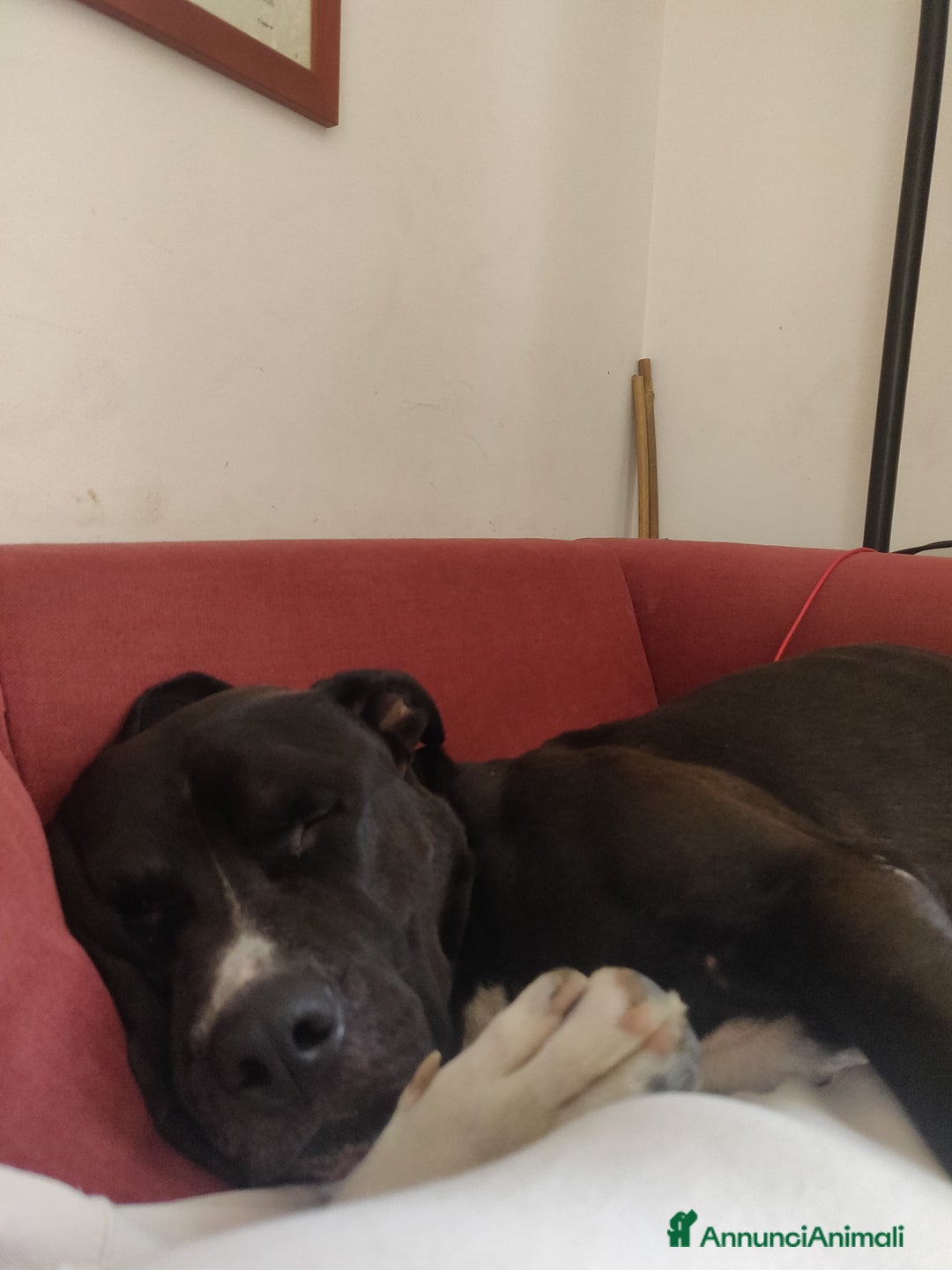 American Staffordshire cani per accoppiamento: Offro gratis meraviglioso Amstaff x accoppiamento a Città metropolitana di Milano - Immagine 3