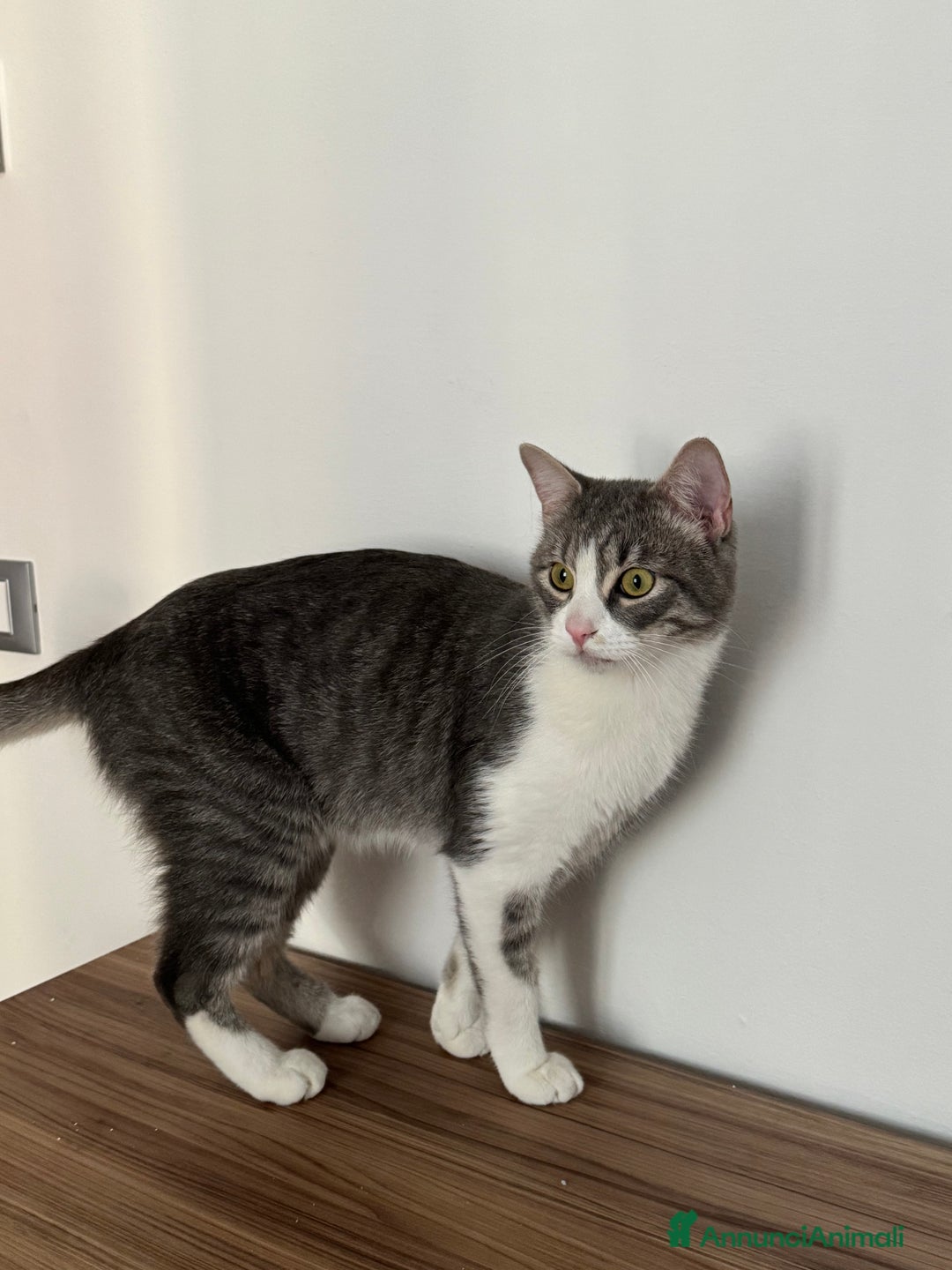 Altre razze gatti in regalo: Gattino di 1 anno cerca casa! - Annuncio 3