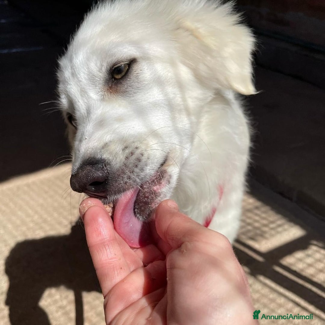 Meticcio cani in regalo: SHIRI 6 mesi - bellissima cucciolotta cerca casa a Provincia di Latina - Annuncio 6