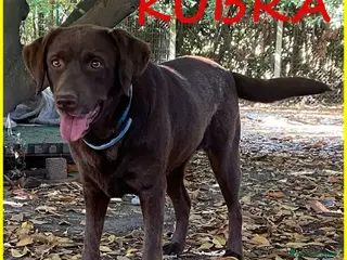 Labrador cani KUBRA dolcissima labrador cieca a Città metropolitana di Milano - Annuncio 2