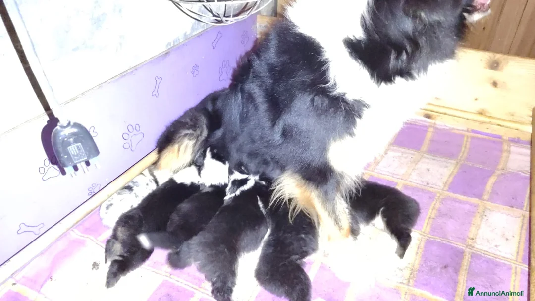 Australian Shepherd cani in vendita: Cuccioli di Pastore Australiano  - Annuncio 9