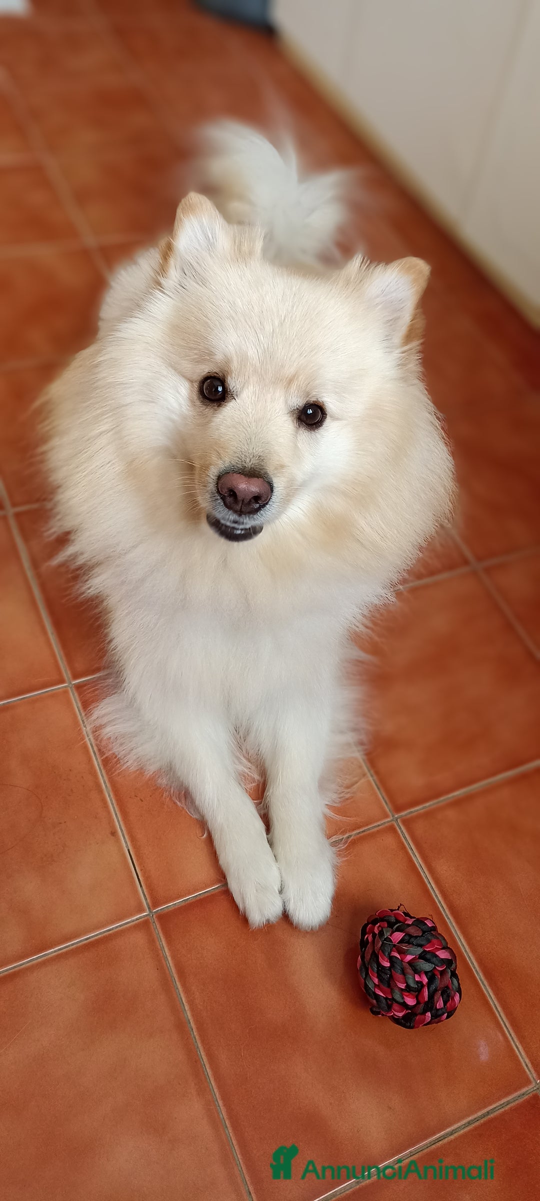 Volpino Italiano cani per accoppiamento: Volpino Italiano - Annuncio 4