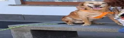 Meticcio cani per accoppiamento: Rusty al galoppo! a Città metropolitana di Reggio Calabria - Annuncio 5
