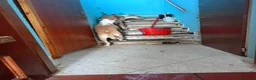 Meticcio cani in regalo: Le due sorelline del cuore cercano una casa! - Annuncio 4