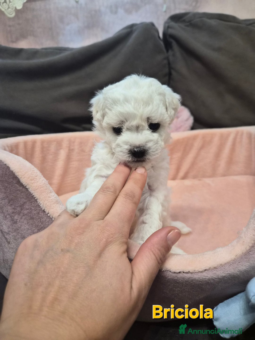 Maltese cani in vendita: Cuccioli maltesi taglia piccola pelo riccio  - Annuncio 9