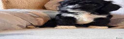 Cavapoo cani in vendita: Cucciolo di cane CavaPoo  - Annuncio 2