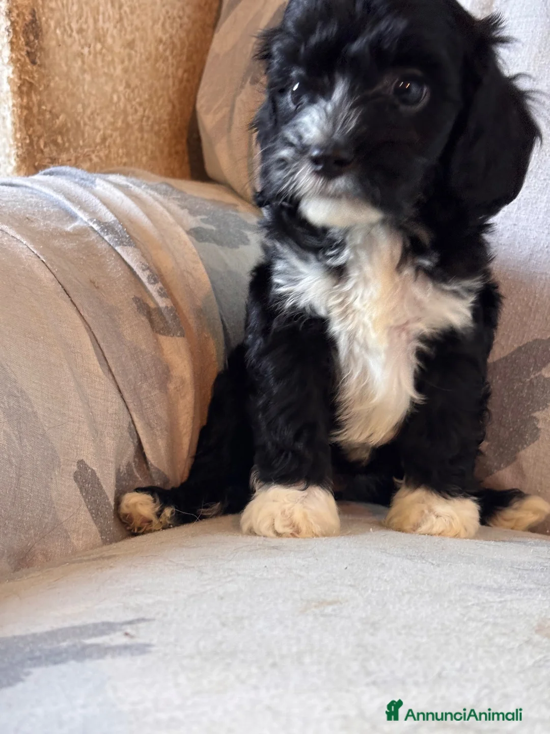 Cavapoo cani in vendita: Cucciolo di cane CavaPoo  - Annuncio 2