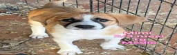 Meticcio cani in regalo: CUCCIOLI ABBANDONATI: URGENTE  a Città Metropolitana di Torino - Annuncio 7