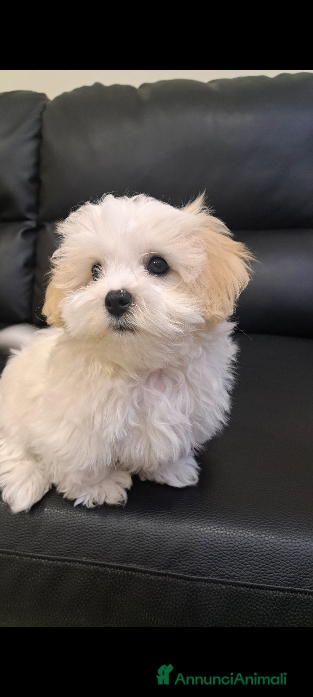 Bichon cani in vendita: Cucciolo Bichon Roma Ciampino  - Annuncio 5