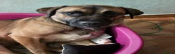 Meticcio cani in regalo: Wendy a Città metropolitana di Roma Capitale - Annuncio 9