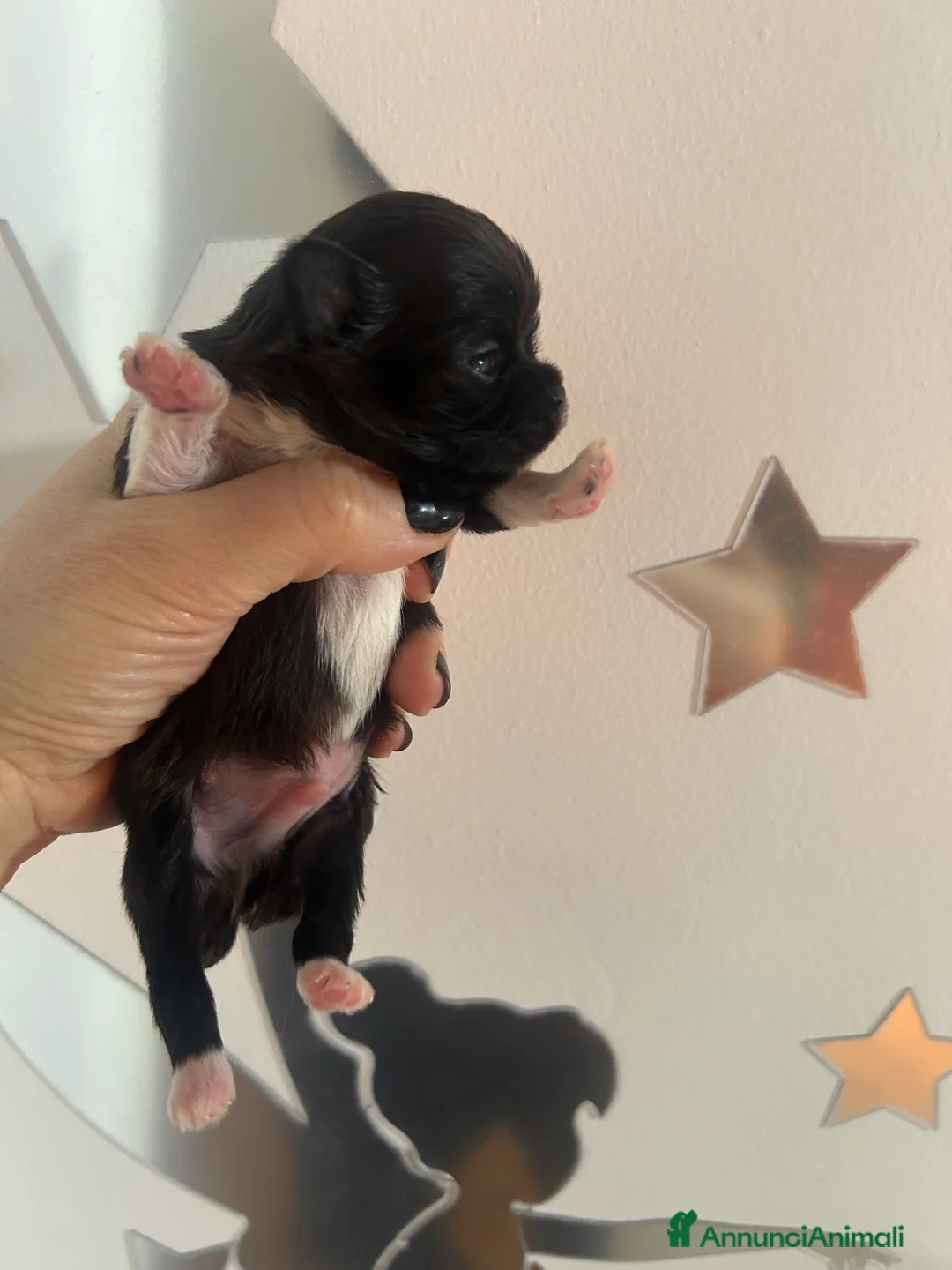 Chihuahua cani in vendita: Chihuahua pl  - Annuncio 2