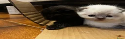Scottish gatti in vendita: Scottish fold - Annuncio 3