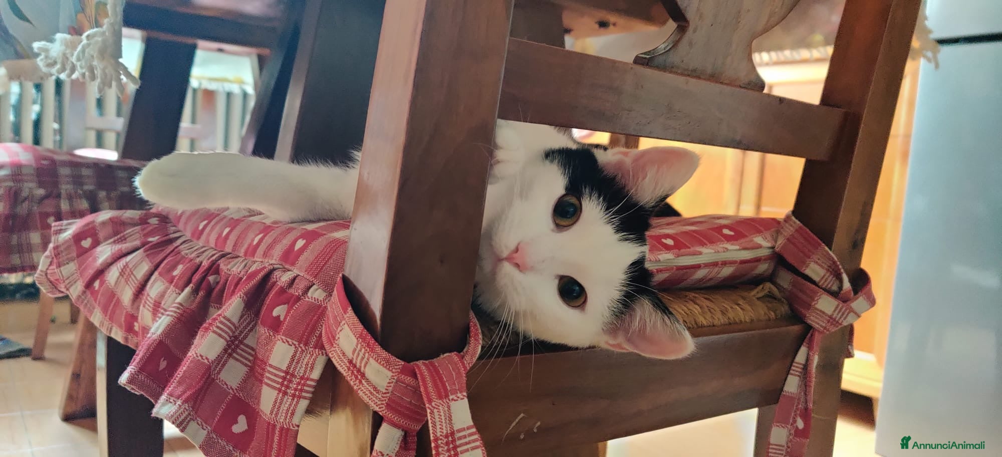 Meticcio gatti ADOZ.DEL CUORE: dolcissima micia senza casa - Annuncio 1