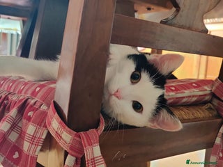 Meticcio gatti ADOZ.DEL CUORE: dolcissima micia senza casa - Annuncio 1