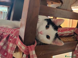 Meticcio gatti ADOZ.DEL CUORE: dolcissima micia senza casa - Annuncio 26