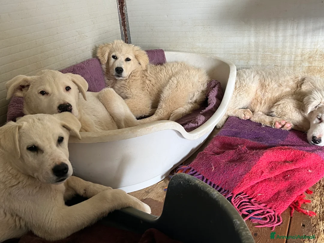 Pastore Maremmano cani in regalo: Zara cerca famiglia - Annuncio 5