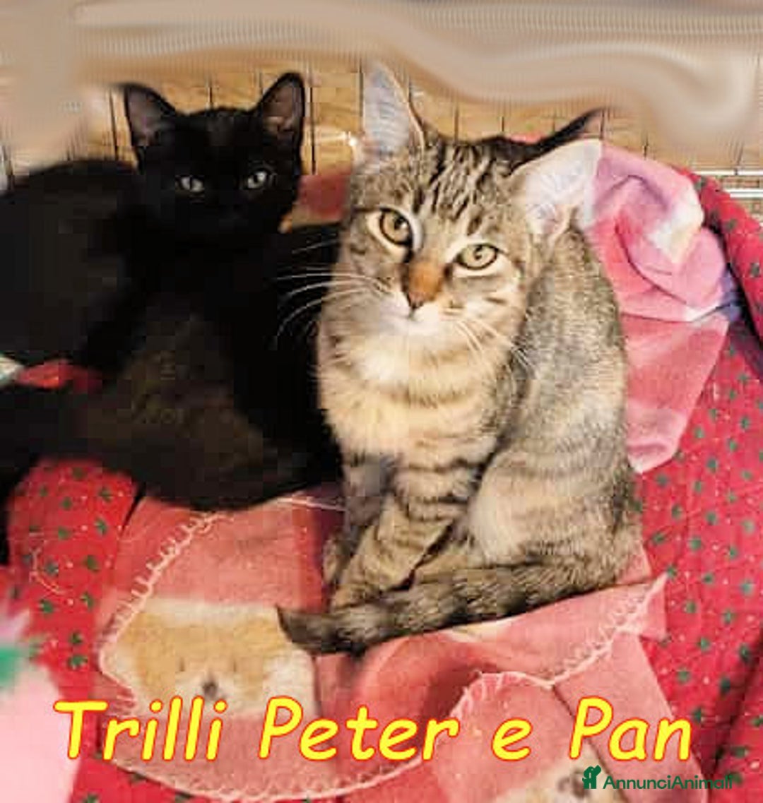 Europeo gatti in regalo: TRILLI, PETER e PAN  - Annuncio 4