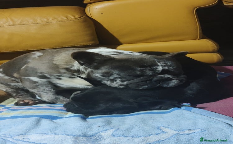 Bulldog Francese cani a Provincia di Brindisi - Annuncio 10