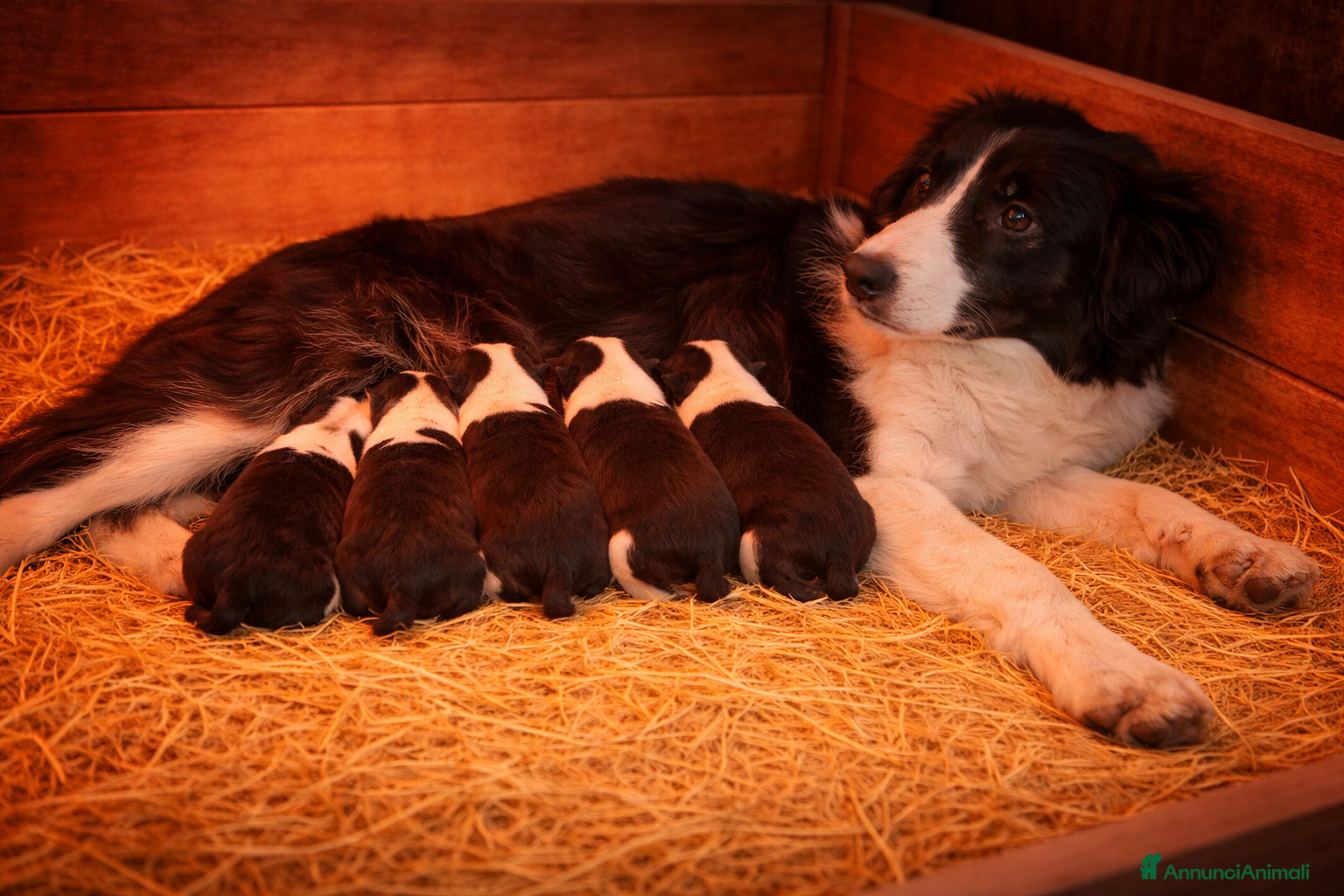 Border Collie cani Border Collie  - Annuncio 1
