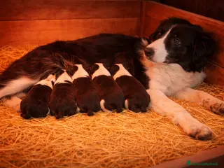 Border Collie cani Border Collie - Annuncio 1