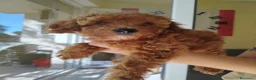 Barboncino cani in vendita: Barboncini Red - Annuncio 9