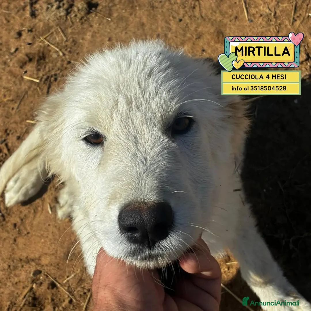Meticcio cani in regalo: Mirtilla dolce cucciola 4 mesi cerca casa - Annuncio 1