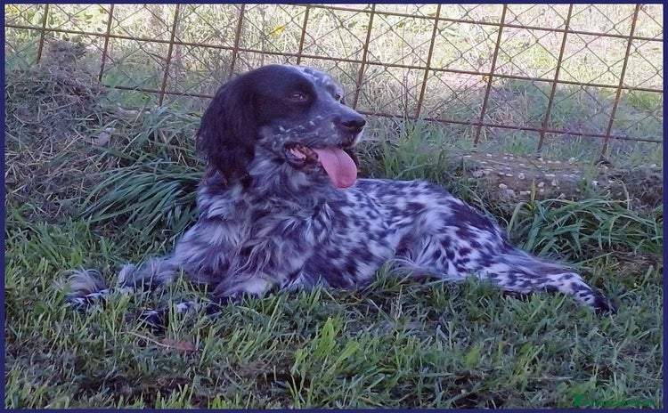 Setter Inglese cani a Città metropolitana di Milano - Annuncio 3