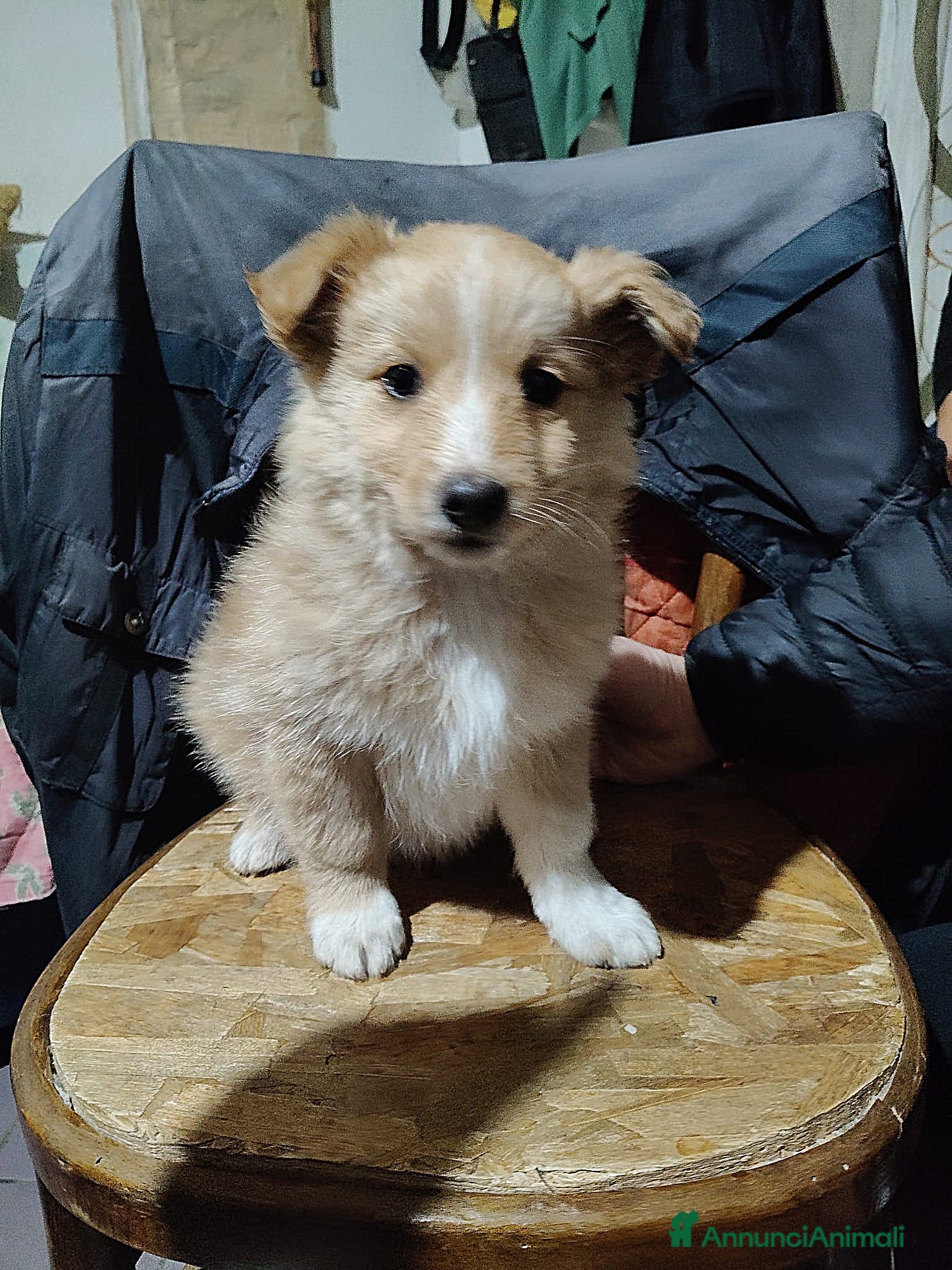 Meticcio cani UNA MAMMA PER BIONDO  - Annuncio 1