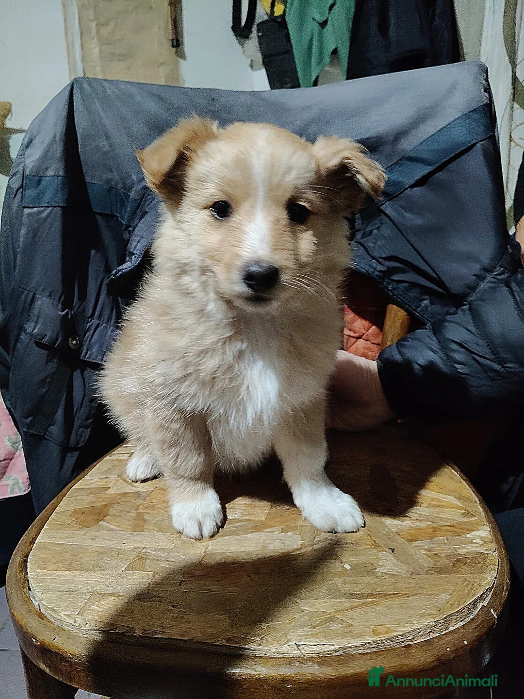 Meticcio cani in regalo: UNA MAMMA PER BIONDO  - Annuncio 1