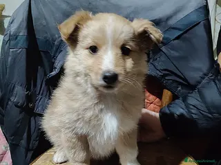 Meticcio cani UNA MAMMA PER BIONDO - Annuncio 1